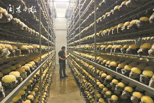 宁德市两地荣膺中国特色农产品优势区，蔬菜产业迈入新阶段