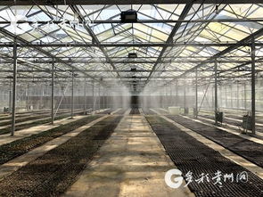铜仁频道 多彩贵州网聚焦蔬菜产业，绿色种植助力乡村振兴