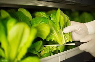 进军植物照明 昕诺飞、欧司朗、三星等厂商积极布局蔬菜种植领域
