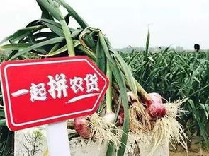 拼多多CEO黄峥 要做Costco和迪士尼的结合体，我是认真的——从一棵蔬菜说起
